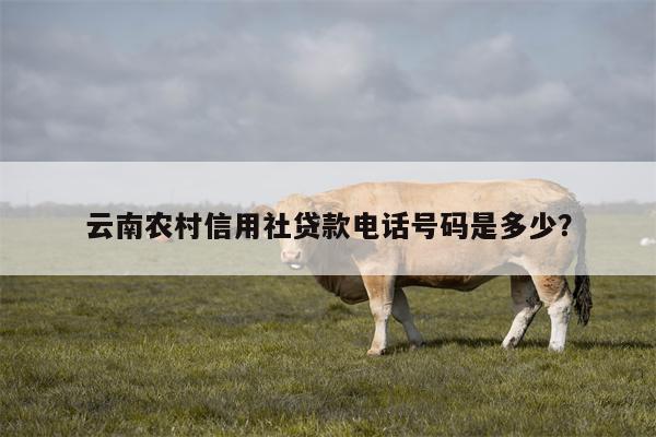 云南农村信用社贷款电话号码是多少?